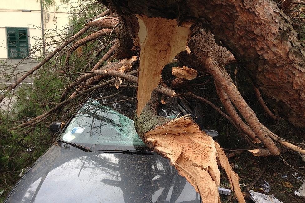 Un'auto devastata dalla caduta di un albero a Pistoia