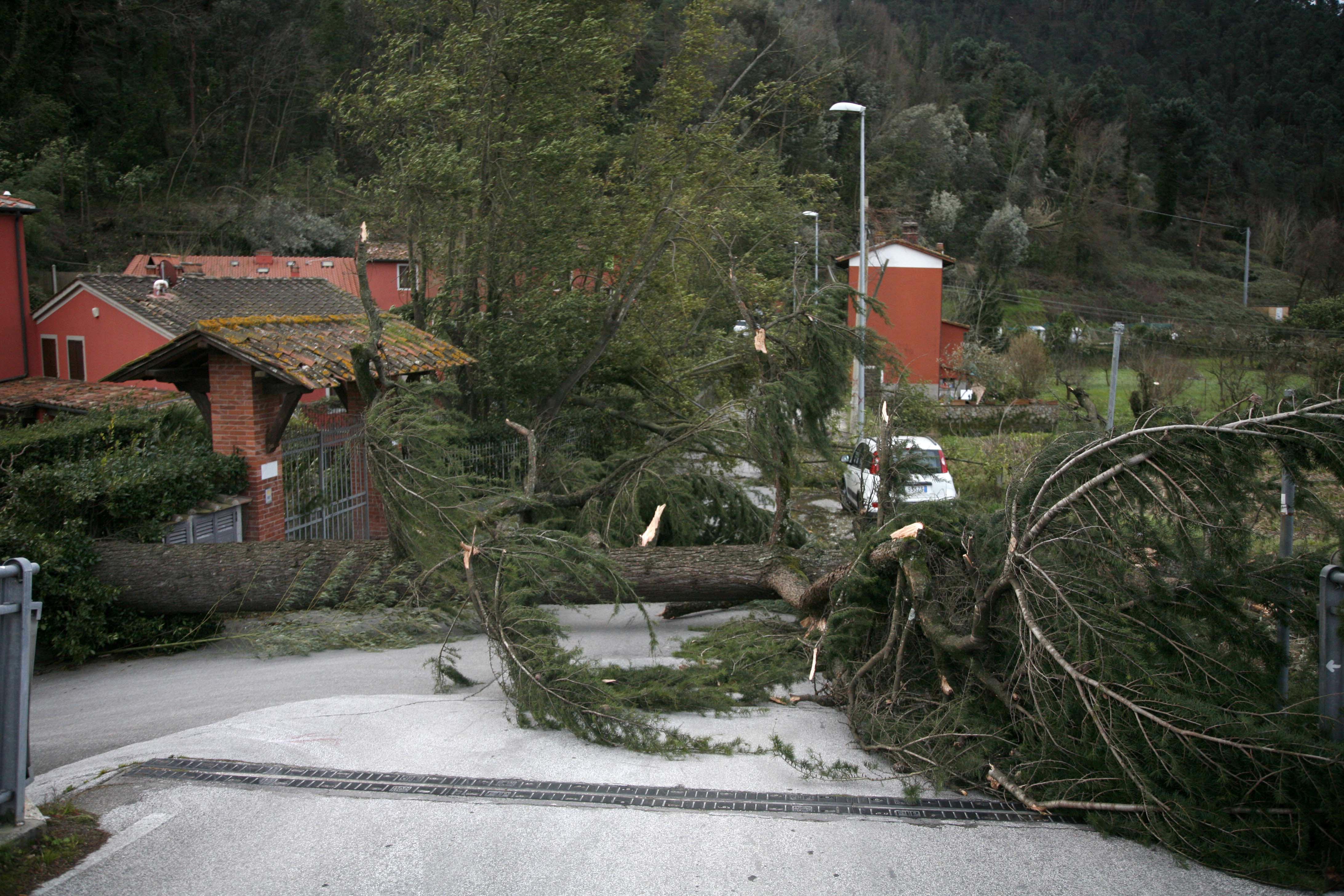 Uno degli alberi abbattuti dal vento durante la notte