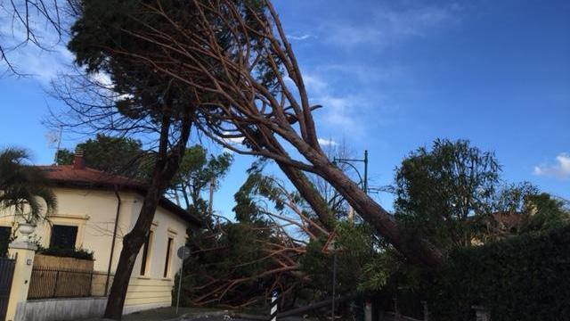 Alberi abbattuti a Forte dei Marmi