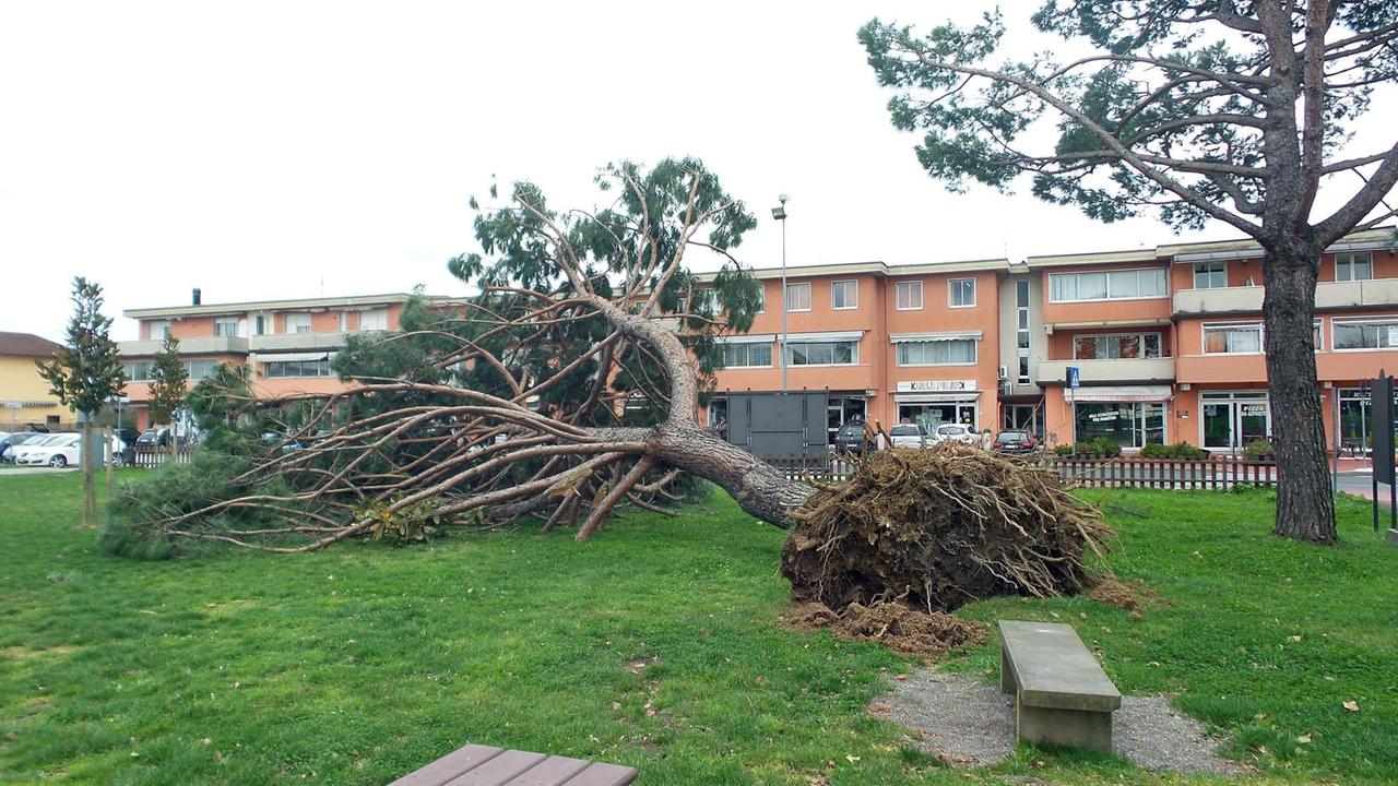 Albero caduto nel parco di Traversagna (Foto Nucci)