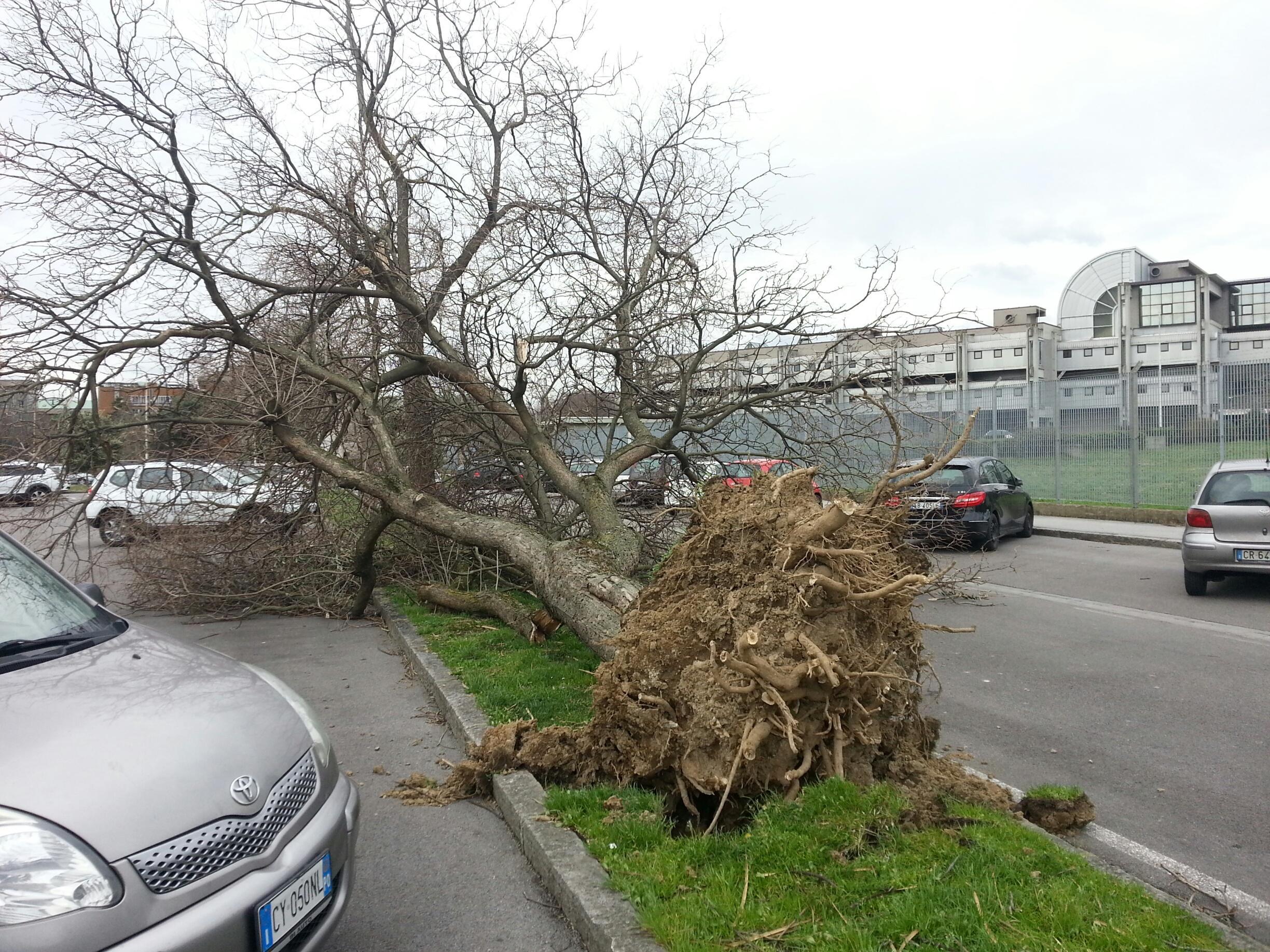 Uno degli alberi sradicati nel parcheggio del Tribunale di Prato