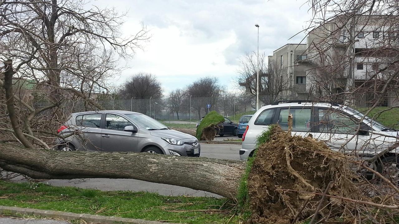 Uno degli alberi sradicati