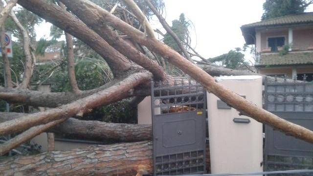 Un pino caduto su una villa a Forte dei Marmi