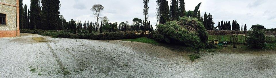 Alcuni dei 15 cipressi abbattuti dal vento nella tenuta del presidente provinciale di Confagricoltura, Vivarelli Colonna (foto scattata da lui)