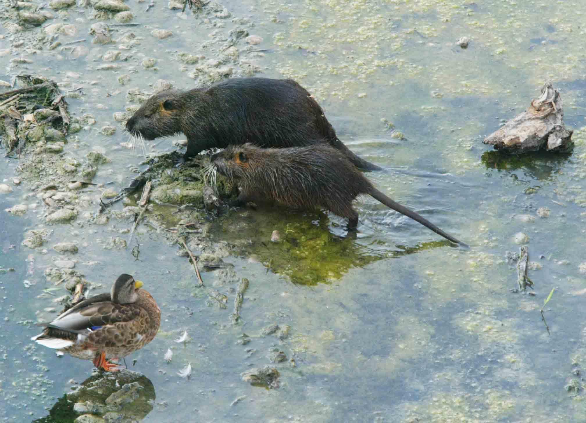 Emergenza nutrie, arriva il via libera alla caccia