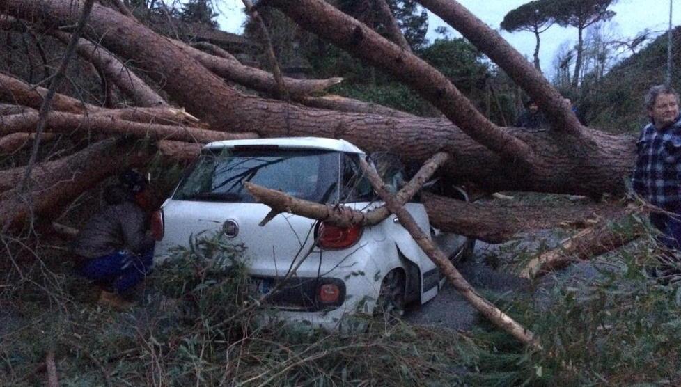 Auto distrutta da un albero