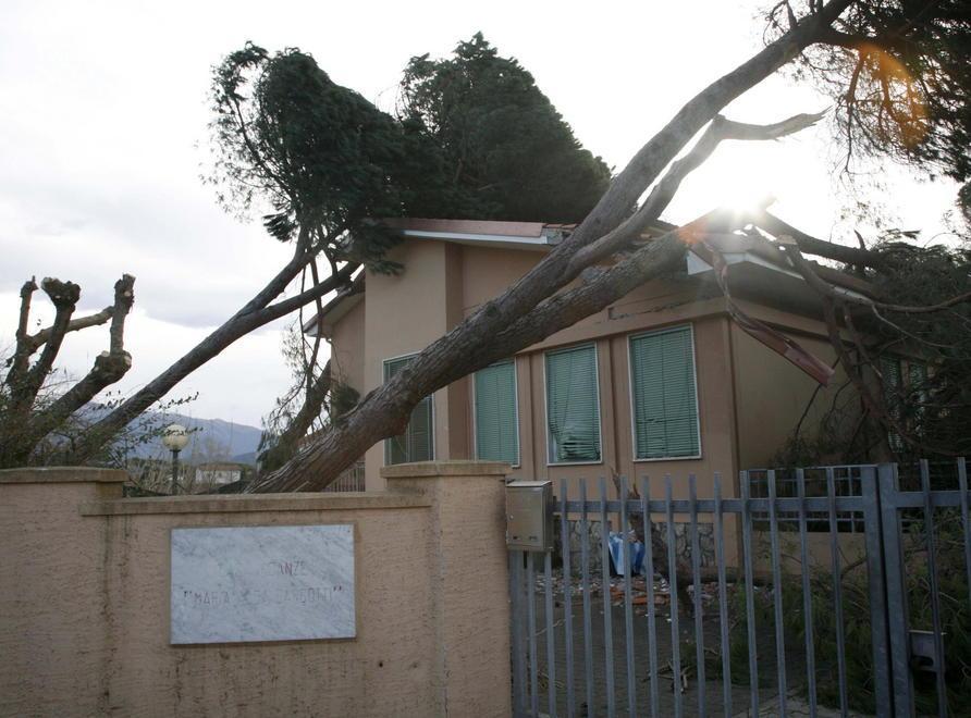 Alberi sugli edifici scolastici