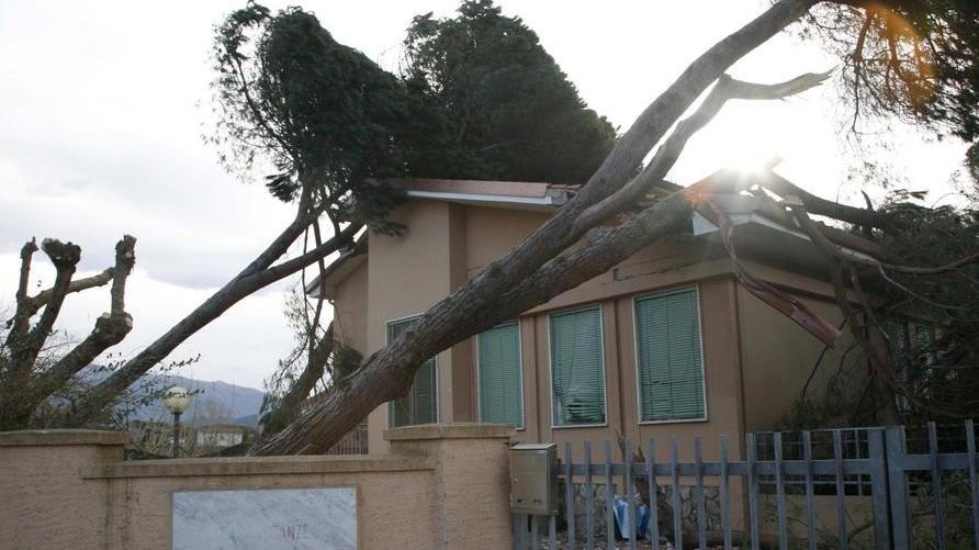 Alberi sugli edifici scolastici