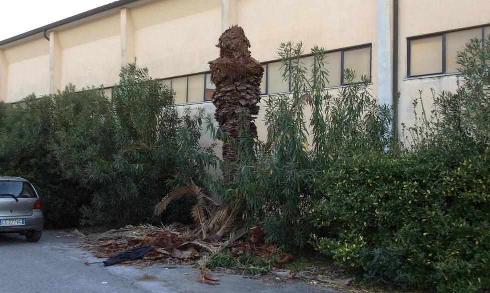 Jenco, la palma di cui nessuno si cura 