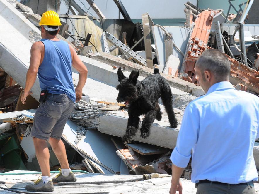 Si è spento Zagor, il cane eroe del terremoto 