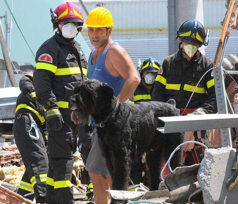 Terremoto in Emilia Morto Zagor, il cane diventato un simbolo 