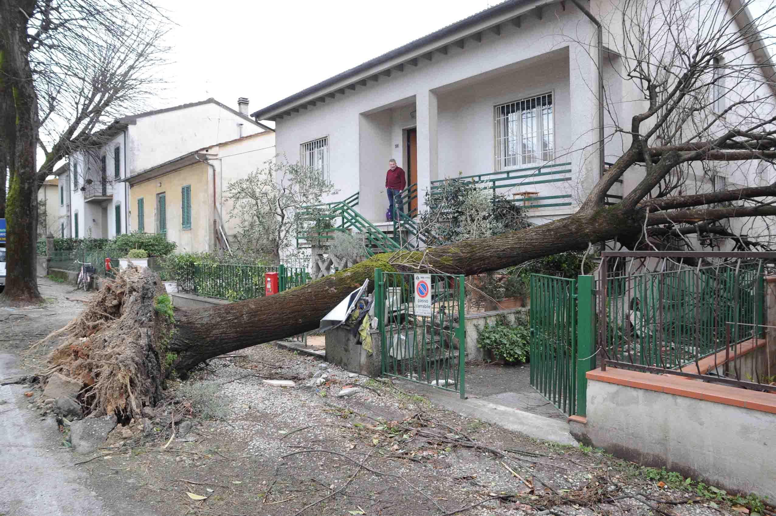Uno dei numerosissimi alberi caduti, qui in via Sestini, a Pistoia (foto Gori)