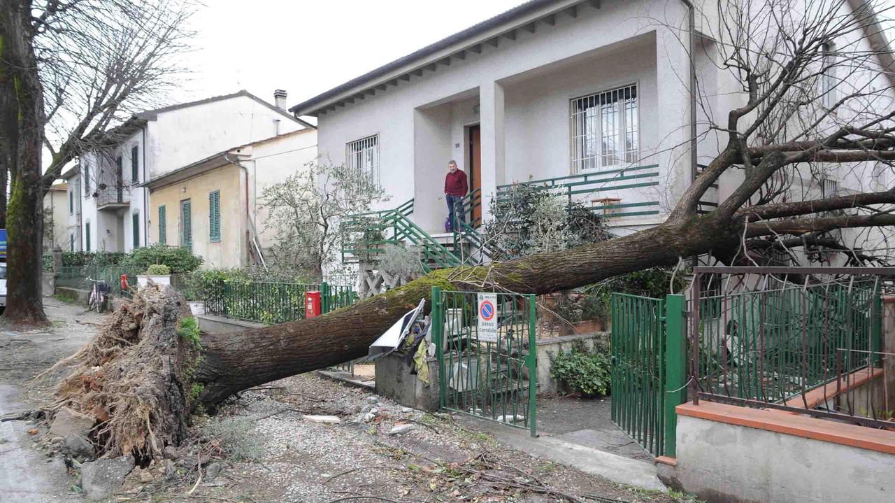 Uno dei numerosissimi alberi caduti, qui in via Sestini, a Pistoia (foto Gori)