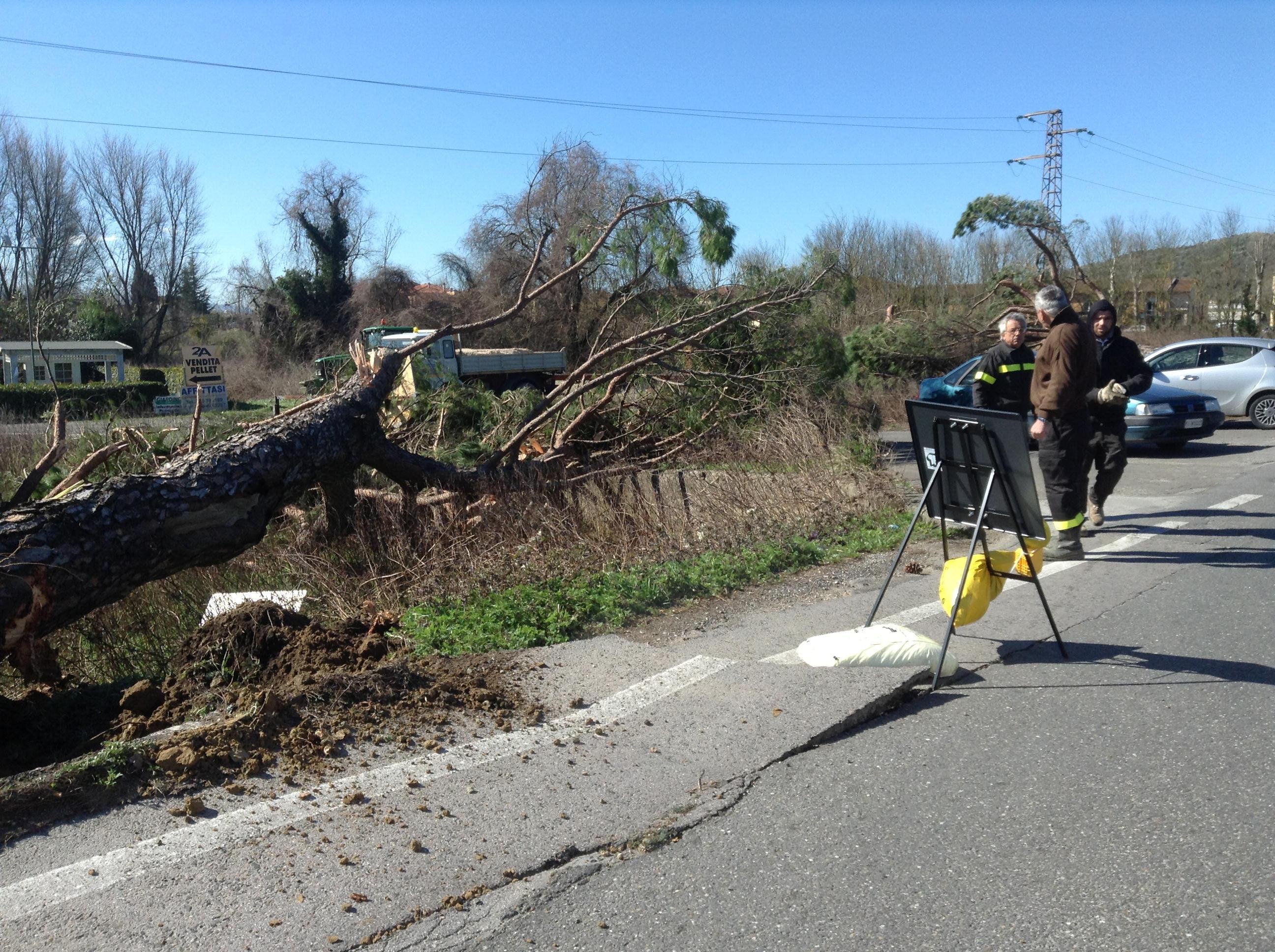 Al lavoro per rimuovere i pini lungo la Vicarese
