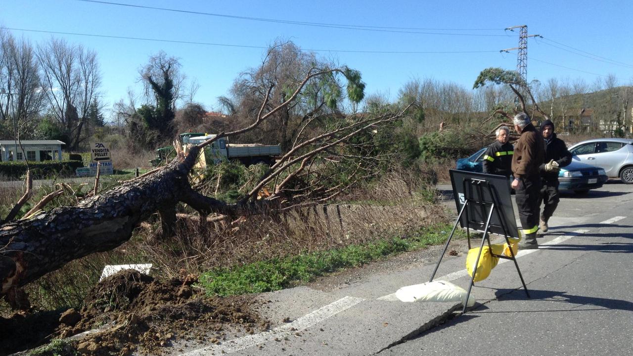 Al lavoro per rimuovere i pini lungo la Vicarese