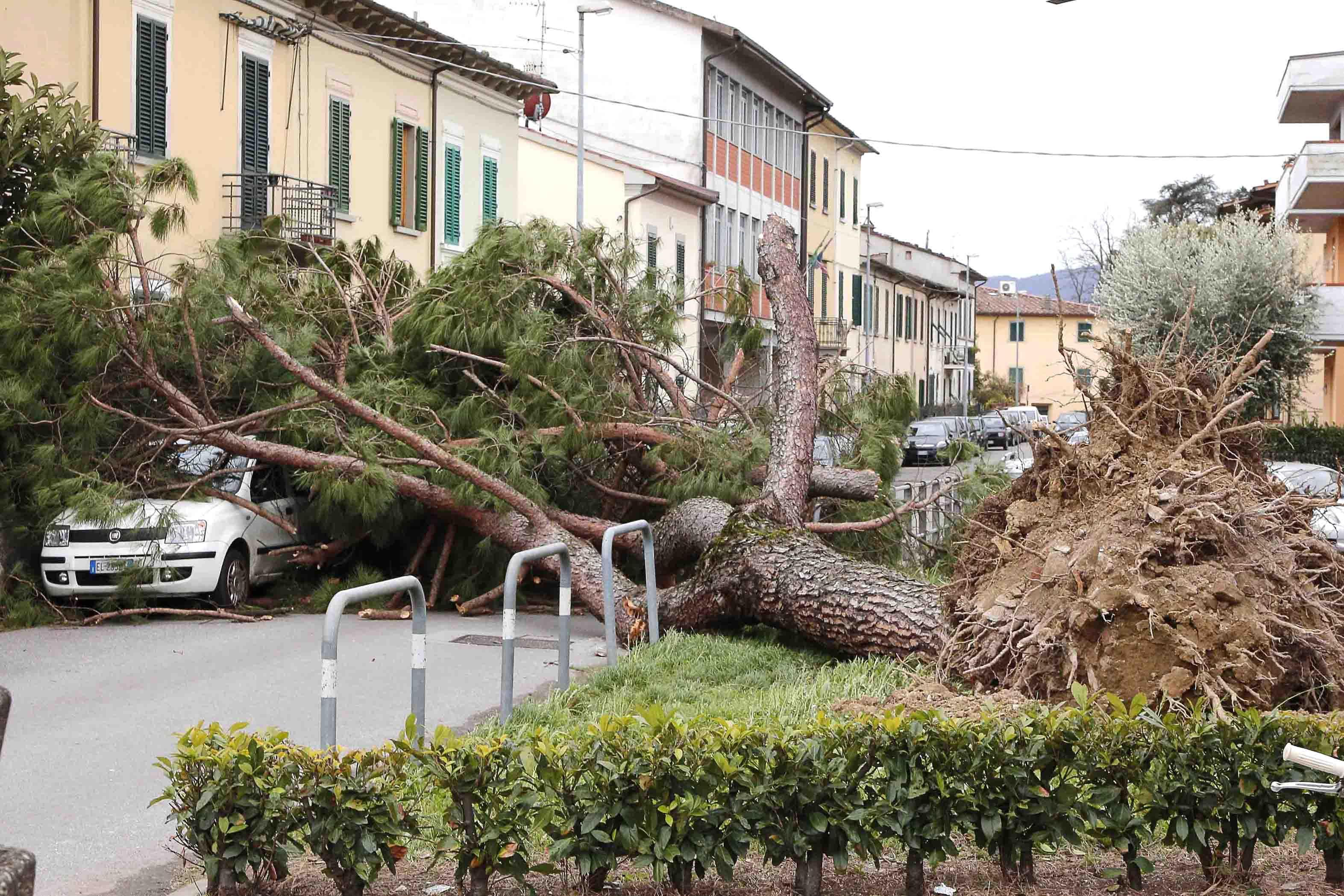Un pino caduto in via Tripoli (foto Gori)