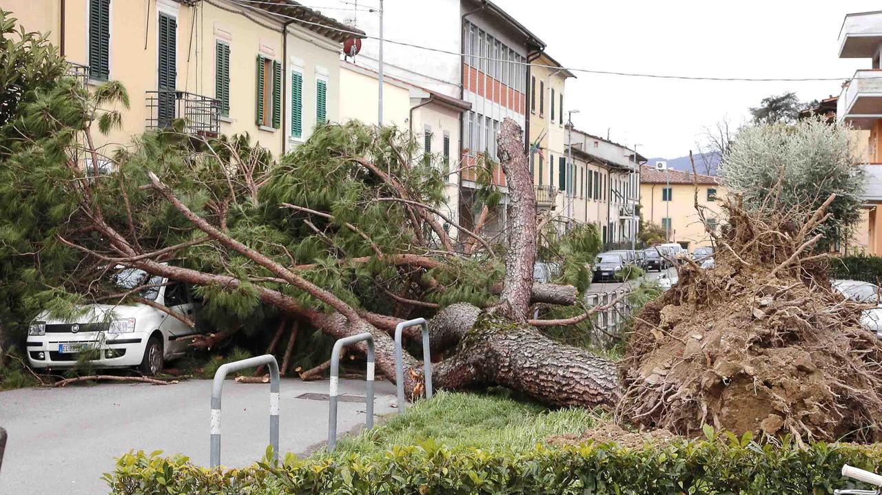 Un pino caduto in via Tripoli (foto Gori)
