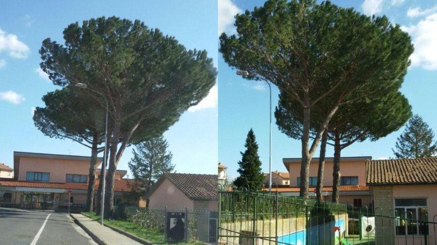I pini a fianco dell'asilo nido di Pitigliano sopravvissuti al taglio d'urgenza