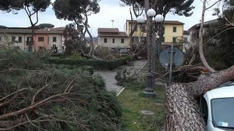 In piazza XX Settembre la strage degli storici pini