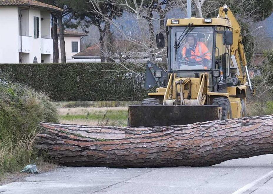 A Pisa il vento fa un’altra strage di alberi 