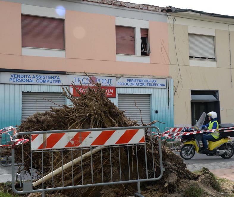 Cede il pino che fu salvato dalla gente 