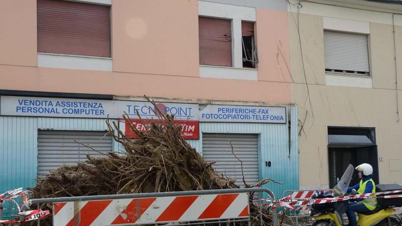 Cede il pino che fu salvato dalla gente