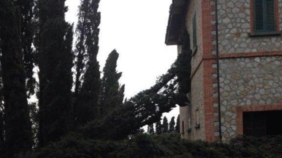 Quindici cipressi abbattuti, uno scempio