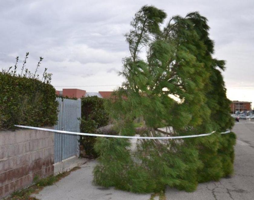 Strage di alberi e strade interrotte Caos a Castiglione 