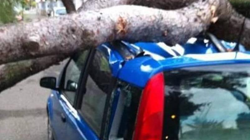 Auto schiacciata da un pino