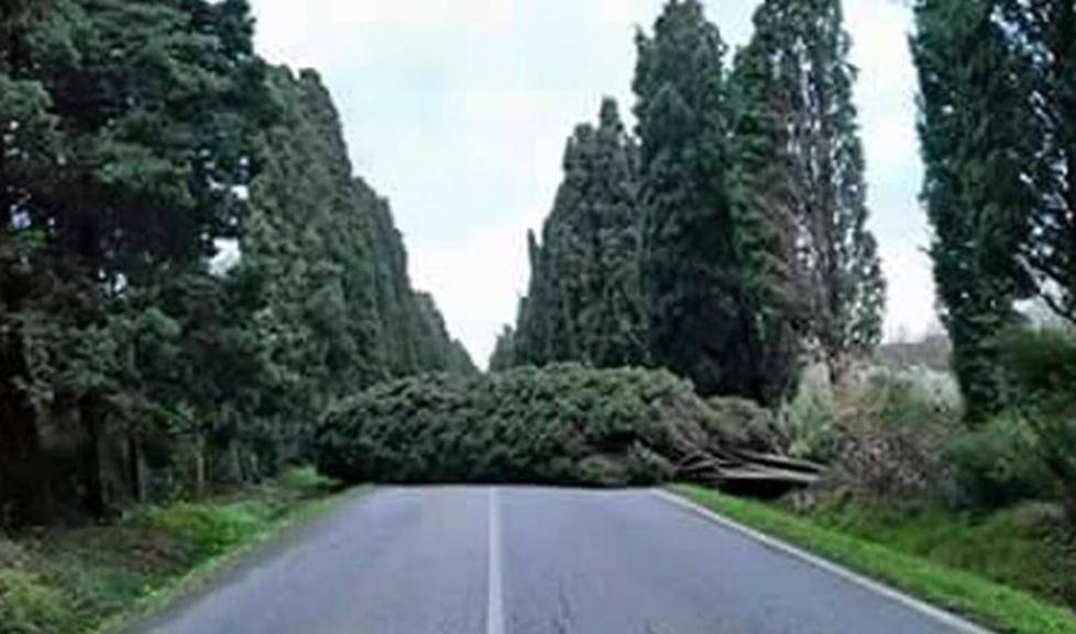 Ferita anche Bolgheri giù i cipressi del Carducci 