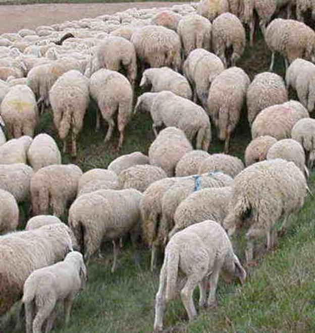 Zocca, ladri se ne vanno con dieci pecore