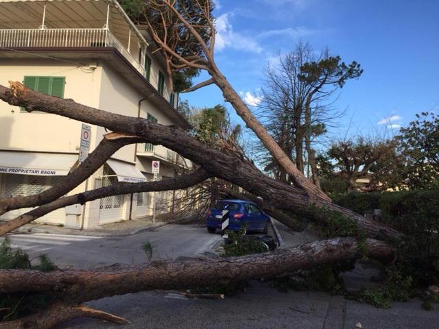 Alberi in strada a Forte dei Marmi