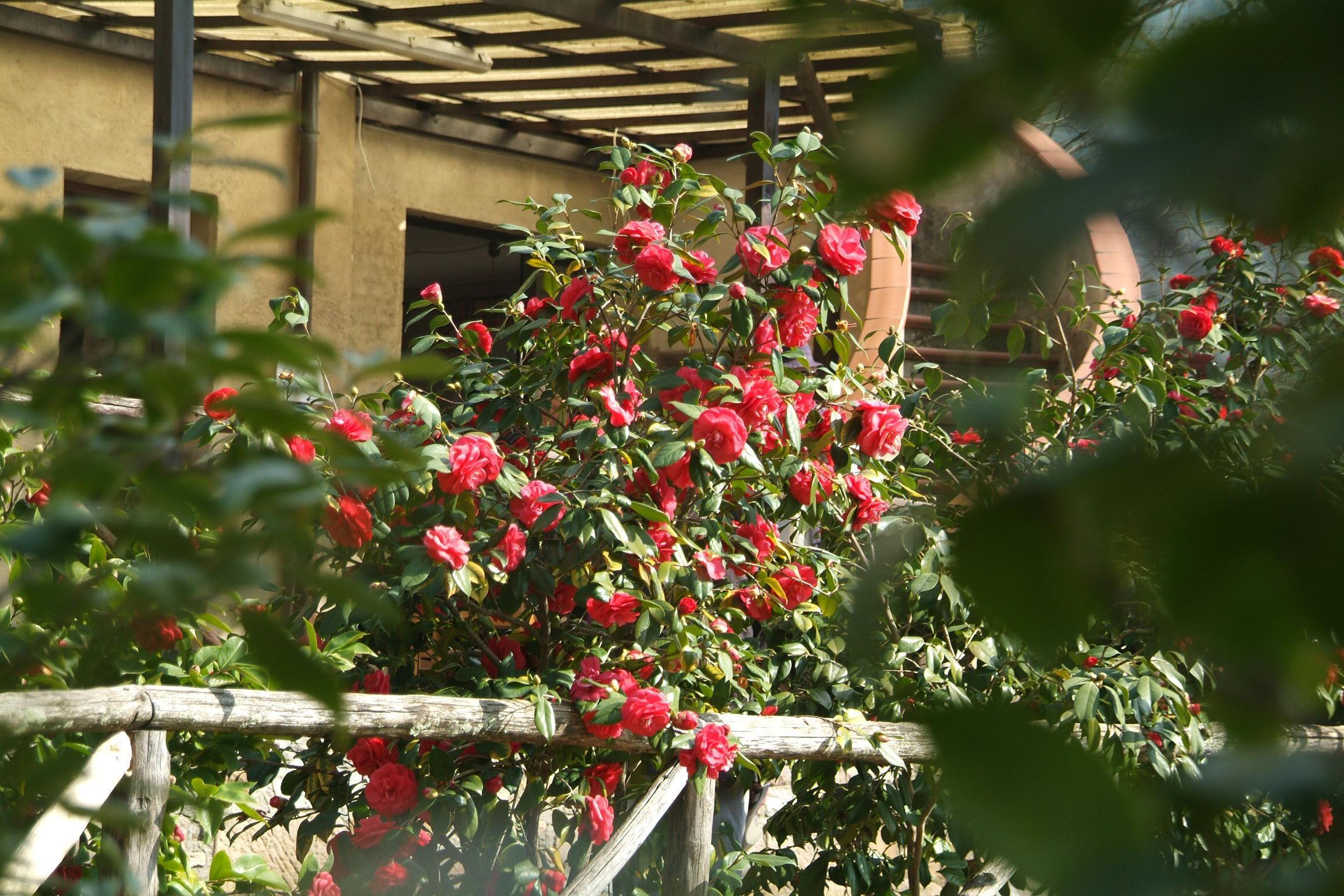 La mostra delle camelie