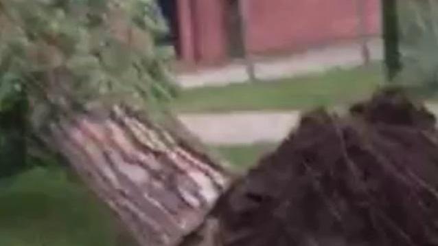 Il pino crollato a Sticciano
