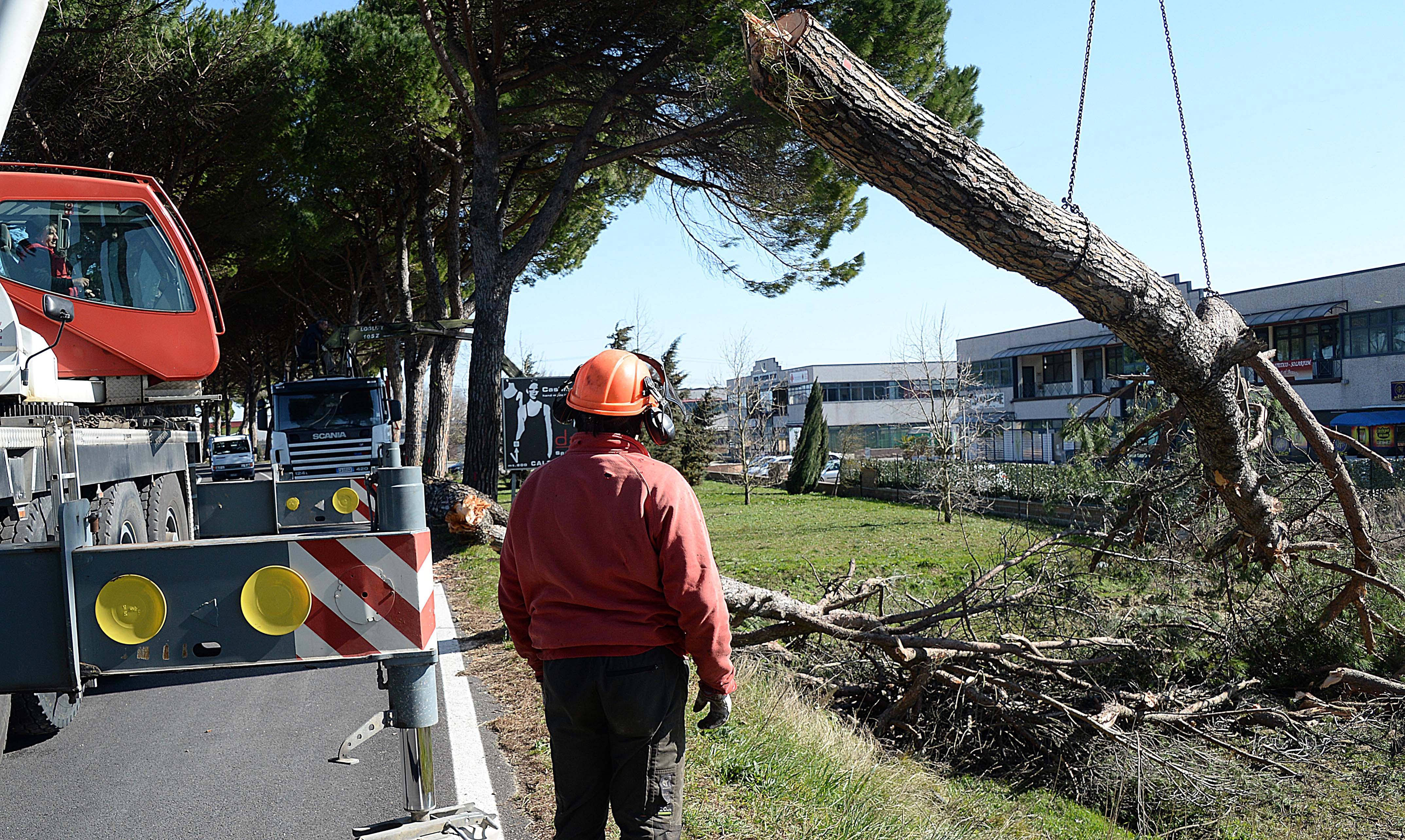 Rimozione alberi abbattuti dal vento forte (foto Franco Silvi)