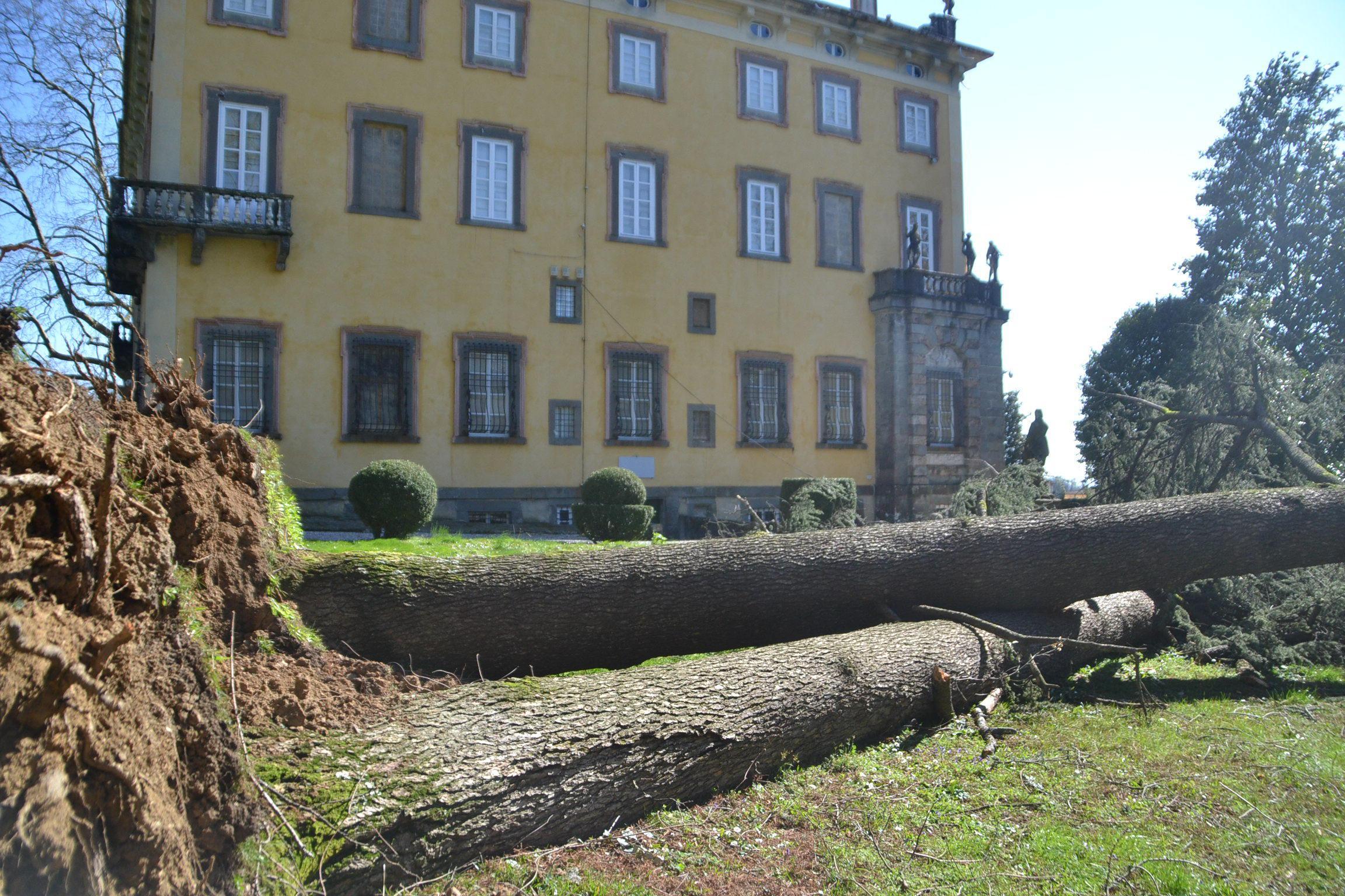 Un albero caduto nel parco di villa Torrigiani