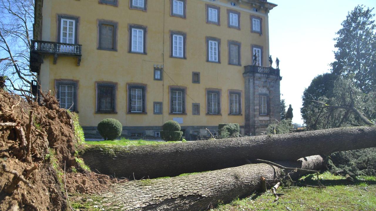 Un albero caduto nel parco di villa Torrigiani