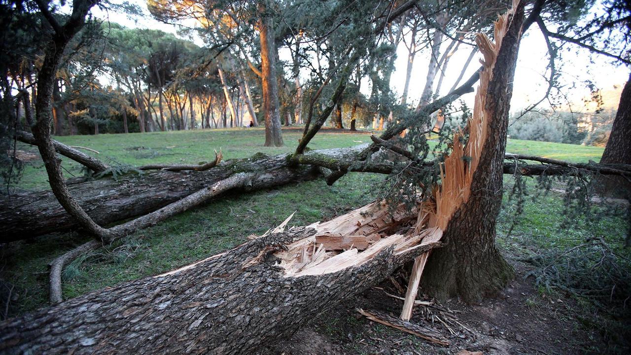 Alberi schiantati nella pineta termale (Foto Nucci)