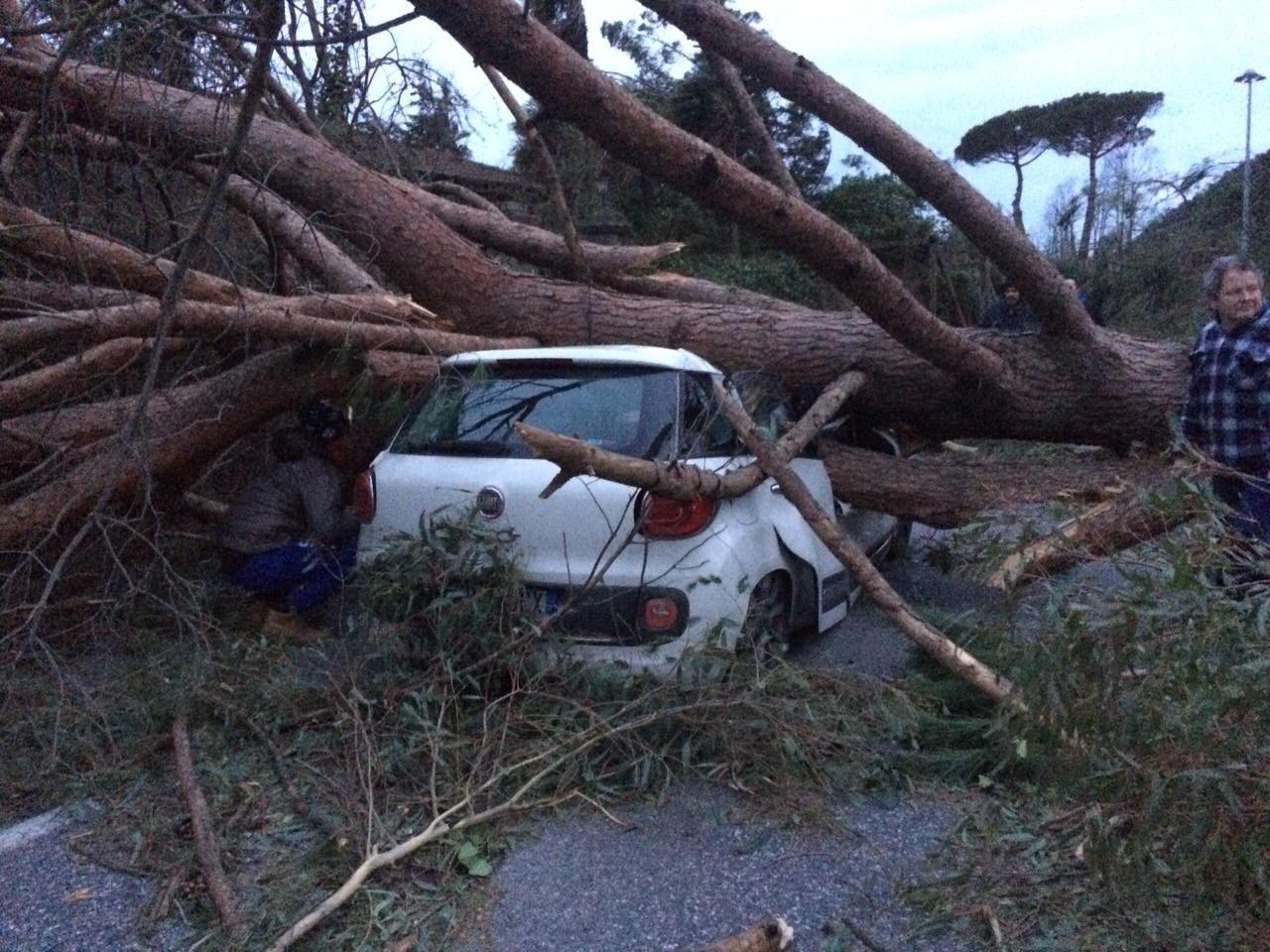 Un'auto distrutta da un albero abbattuto dal vento
