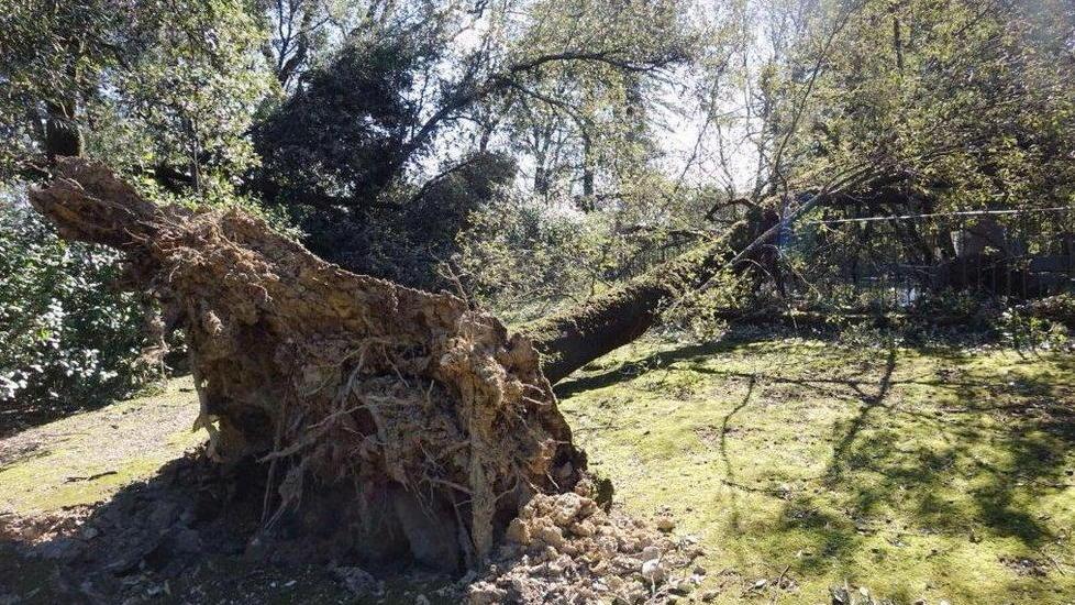 Devastato anche il parco della Fattoria di Celle
