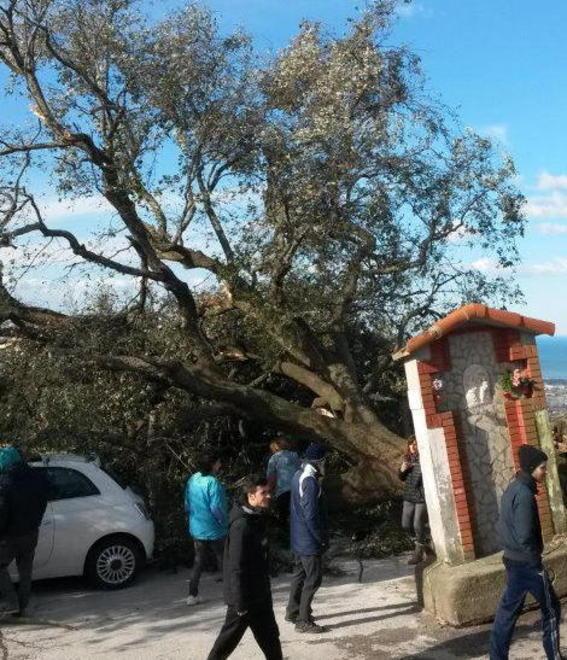 Tra le vittime del maltempo anche il “leccio de’ venti” di Pedona