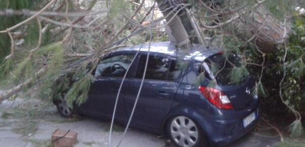 Cinquemila piante abbattute dalla Marina alle colline