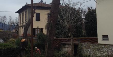 La potatura di tanti alberi a rischio ha scongiurato il disastro