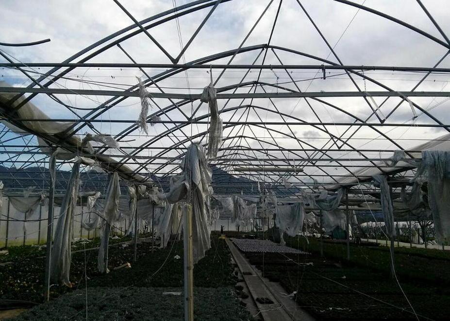 Aziende agricole devastate dal vento 