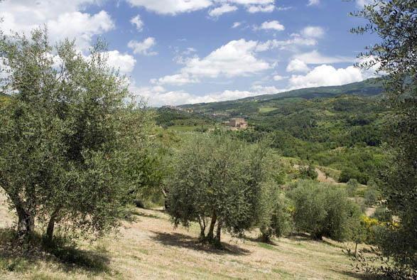 Accordo firmato per rilanciare l'olivicoltura 