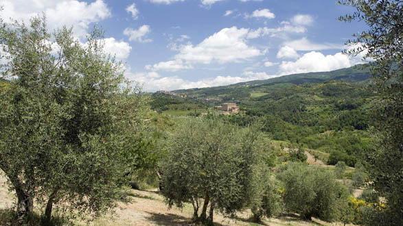 Accordo firmato per rilanciare l'olivicoltura