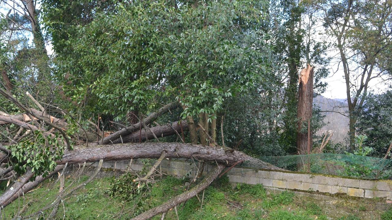 Albero abbattuto dalla tempesta di vento