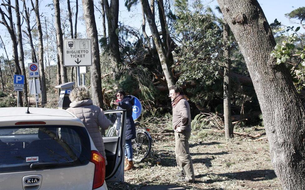 Gli alberi morti come la Concordia 