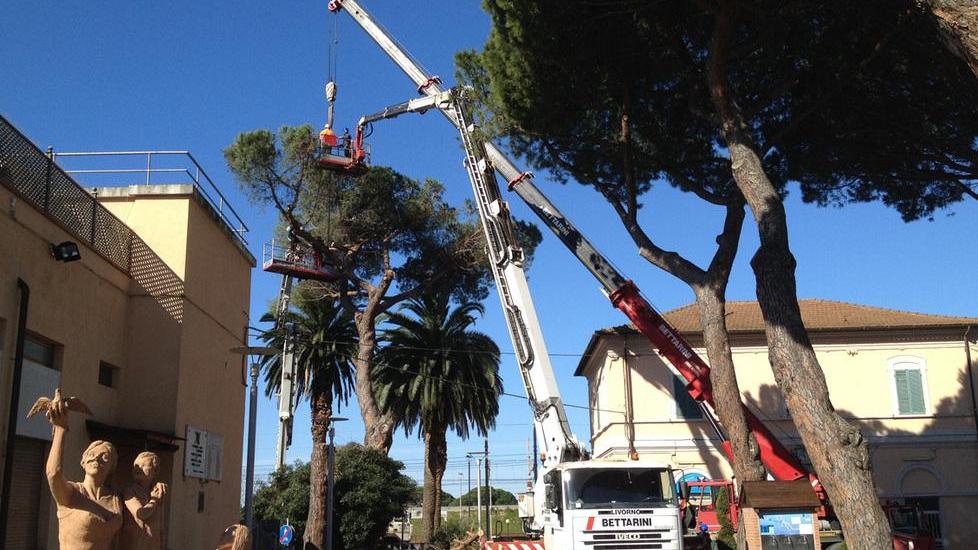 I pini alla stazione costano 25.000 euro