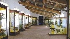 Una delle sale espositive del Museo di Calci